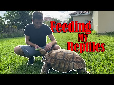 Feeding Cactus To All My Tortoises and Iguanas ASMR