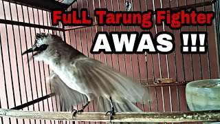 Download lagu Pancingan trucukan gacor FUL TARUNG Fighter paling Joss gandos bikin semua trucuk jadi EMOSI tarung mp3