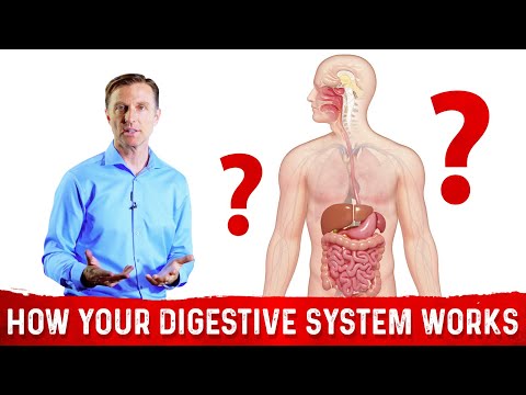 How Does the Digestive System Works? – Dr.Berg