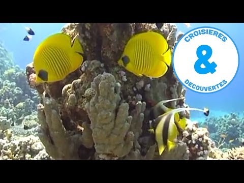Trésors de la Mer Rouge - croisière à la découverte du monde - Documentaire