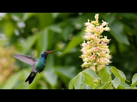Broad-billed hummingbird - LaBagh Woods