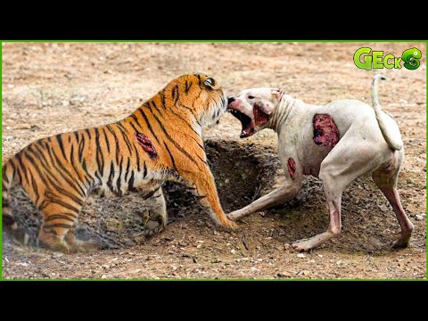 35 Ruthless When Dogs Are Attacked By Tigers, Leopards, Lions... | Animal Fight