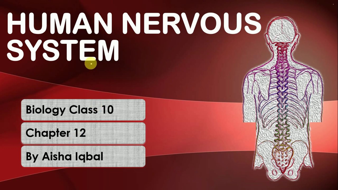 Human Nervous System