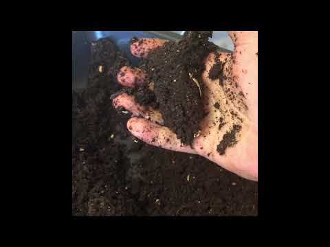 First Harvest from European Nightcrawlers in the Vermibag Mini