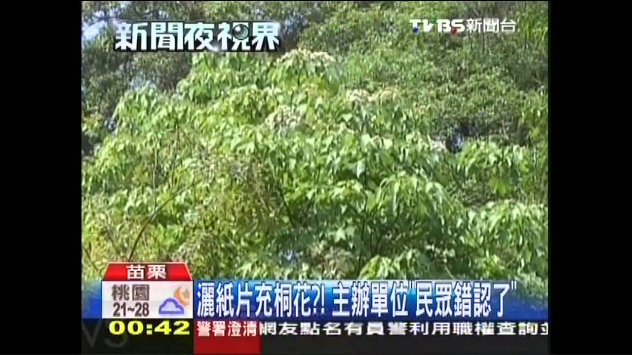 灑紙片充桐花?! 主辦單位「民眾錯認了」