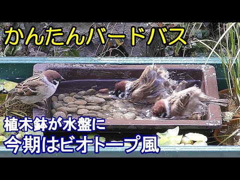 ハイイロヒタキを庭に引き付ける方法とその理由は何ですか？  庭園