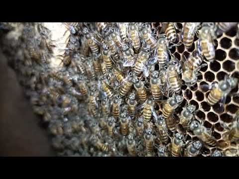 , title : '#honey#farmer#bees#beekeeper#beekeeping#shortsfeed'