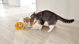 Download lagu 後輩たちが戯れ合ってたらボス猫まで参加してきて大変なことになっちゃいました…www mp3