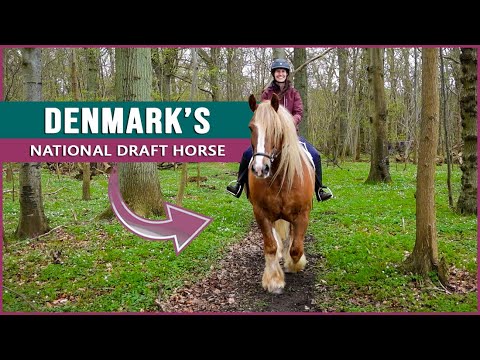 Equestrian Rides the Jutland Draft Horse in Denmark