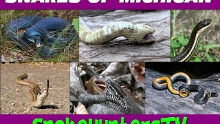Snakes Of Michigan - SnakeHuntersTV