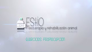 Estío fisioterapia y rehabilitación animal: ejercicio rehabilitador propiocepción tras atropello