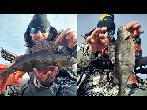 KAUDEN ISOIMMAT AHVENET 40CM + | KAIKKI VEHKEET JÄÄTYY!