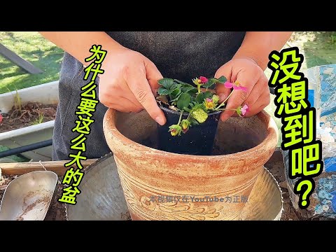 盆栽要