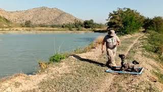 Deutsch Kurzhaar: Cobro marcado en agua con respeto al disparo