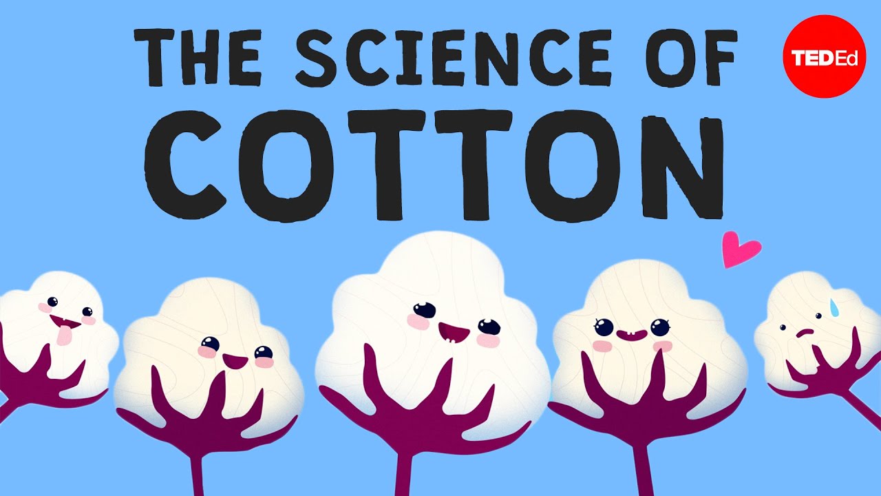 What are the long term effects of growing cotton on the soil and environment?