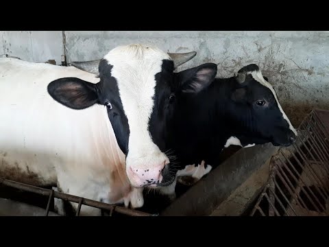 TAURASI INTR-O MINIFERMA DIN JUDETUL CALARASI 2020