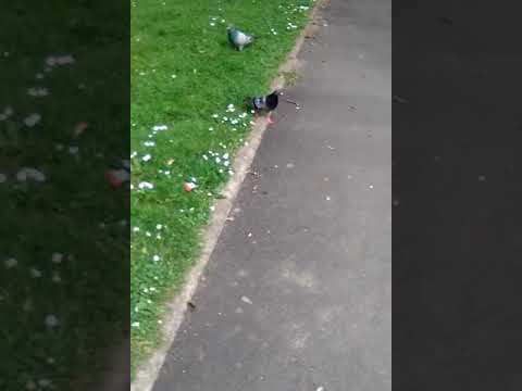 Ce pigeon est le progrès de la science