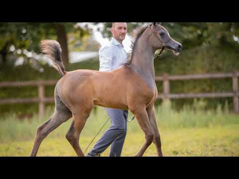 MORENO STC - (Madin Al Baydaa x Ella Rae), 2023 Colt