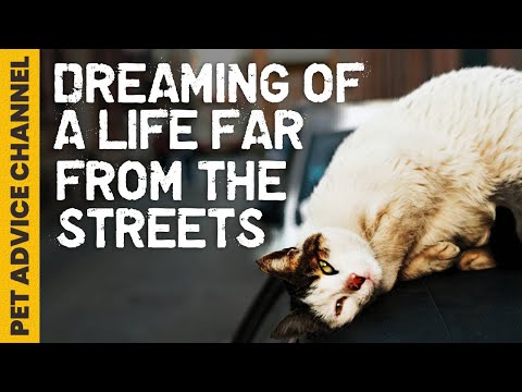 How to show love to stray cats & make their lives better
