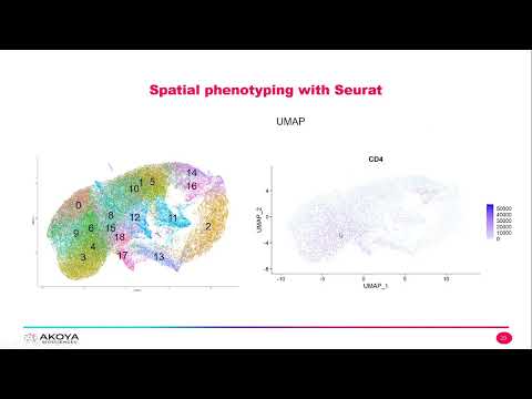 CODEX with Seurat A High Dimensional Approach to Unlocking Spatial Insights