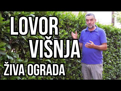 Živa ograda - lovor višnja