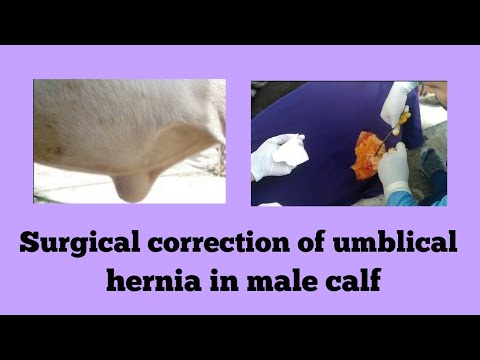 , title : 'Surgical correction of umblical hernia in male calf : Umblical hernia ka operation'