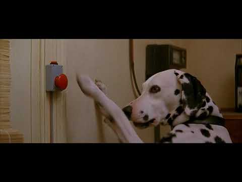 101 dalmatians (1996) - pongo's morning routine