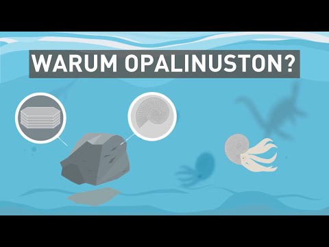 Atommüll-Endlager im Opalinuston?