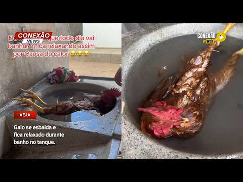 Vídeo: Galo se esbalda e fica relaxado durante banho no tanque.