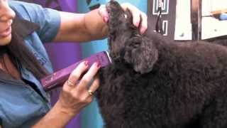 Sue Zecco: Toy Poodle Feet, Face, and Sanitary