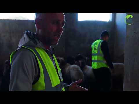 Qurbani for Families in Syria
