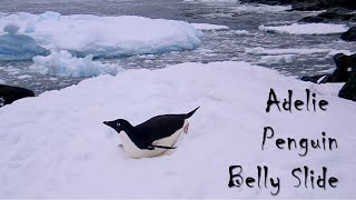 [問卦] 企鵝是不是懶得走路了？