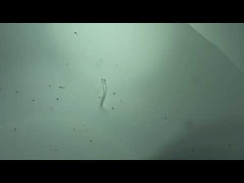 Harpadon nehereus テナガミズテング 물천구