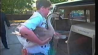 Rescue 911 - Episode 708 - Boston animal docu