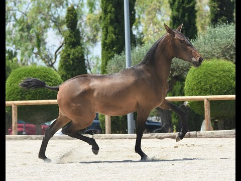 ZURDA DE SUSAETA - ELEGANT FILLY FOR SALE - SIRED BY POETA DE SUSAETA - TWO YEARS OLD