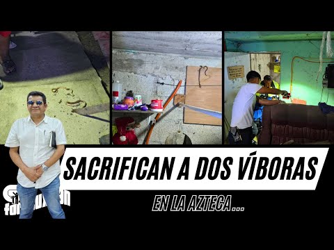 Tuxpan Veracruz: Sacrifican a dos víboras en colonia Azteca