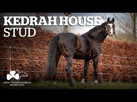 ITM Irish Stallion Showcase 2021 - Kedrah House Stud