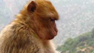 preview picture of video 'Barbary Apes Eating Flat Bread, Cascades d'Ouzoud, Morocco'