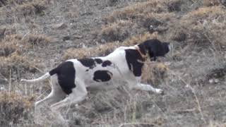 Pareja de Pointers cazando