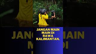 Download lagu Don't be alone in the forests of Kalimantan. mp3
