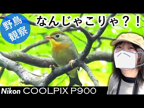 カラフルな鳥:特徴と写真 - カラフルな鳥