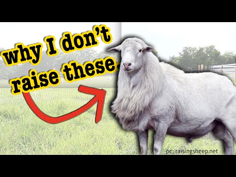 , title : 'WHY I DON’T RAISE ST. CROIX SHEEP // What is the Best Meat Sheep Breed | MICRO RANCHING Dorper Sheep'