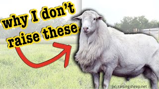 WHY I DON’T RAISE ST. CROIX SHEEP // What is the Best Meat Sheep Breed | MICRO RANCHING Dorper Sheep