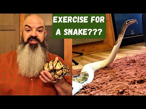Exercise for Snakes: enrichment for your ball python