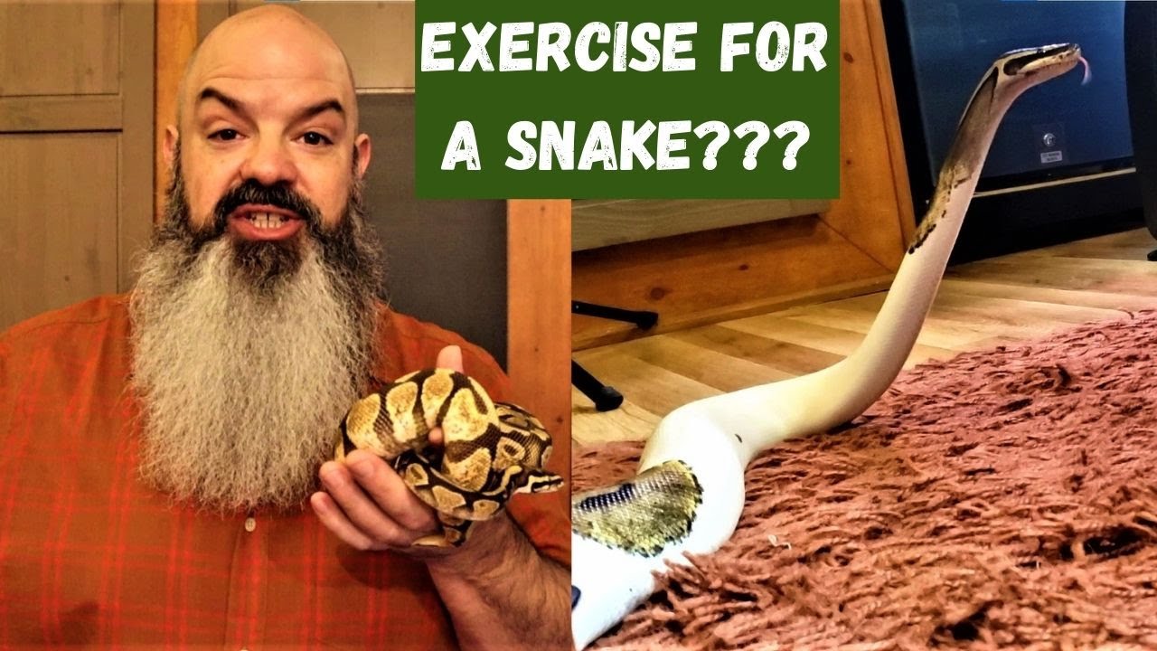 Exercise for Snakes: enrichment for your ball python