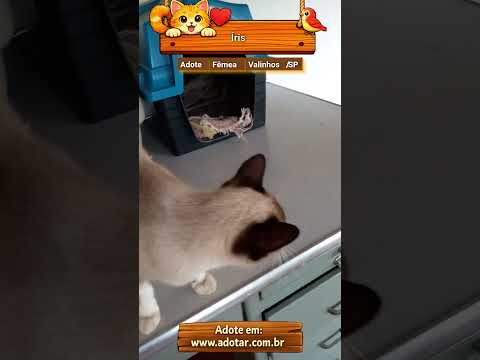 Vídeo de Íris 