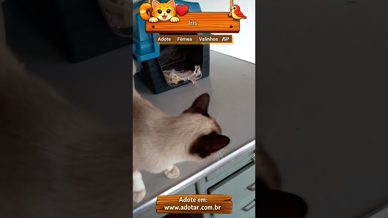 Gato raça SRD-ViraLata idade 7 a 11 meses nome Íris 
