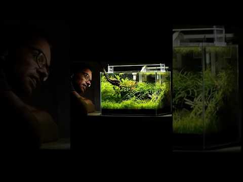 You can create this aquarium
