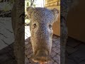 Javelina in Prescott Arizona.  It's not wise to touch wild animals. - Craig Allen Javelina in Prescott Arizona.  It's not wise to touch wild animals.