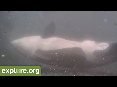 Snapshots of the Week 7.23.2018